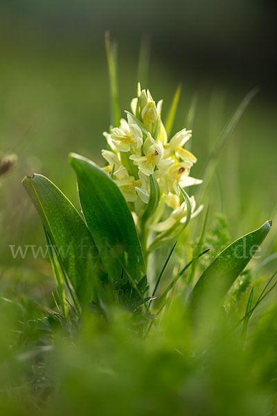 Holunder-Knabenkraut (Dactylorhiza sambucina)