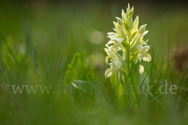 Holunder-Knabenkraut (Dactylorhiza sambucina)