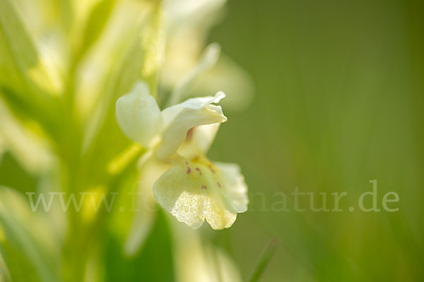 Holunder-Knabenkraut (Dactylorhiza sambucina)