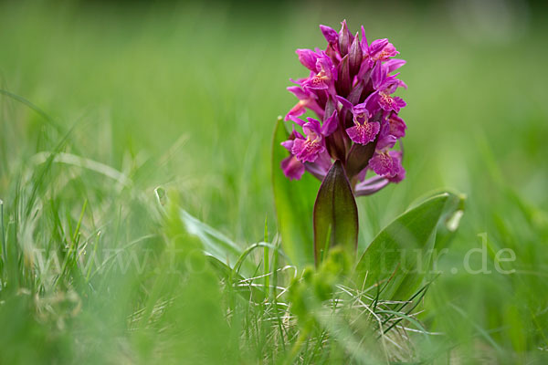 Holunder-Knabenkraut (Dactylorhiza sambucina)