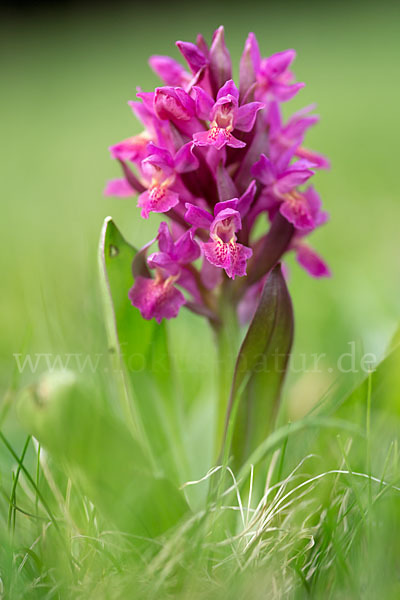 Holunder-Knabenkraut (Dactylorhiza sambucina)