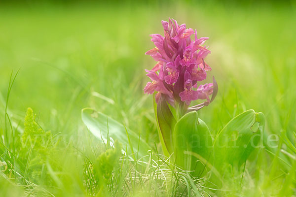 Holunder-Knabenkraut (Dactylorhiza sambucina)