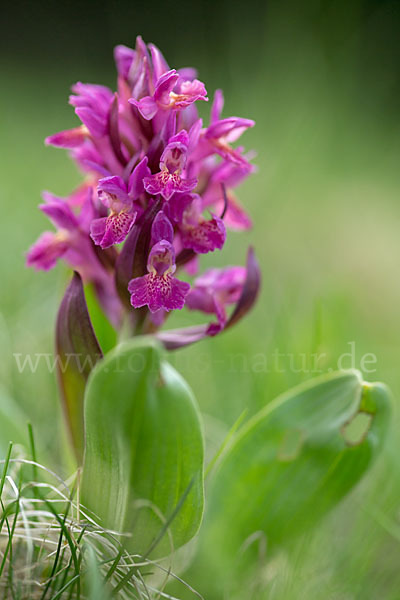 Holunder-Knabenkraut (Dactylorhiza sambucina)