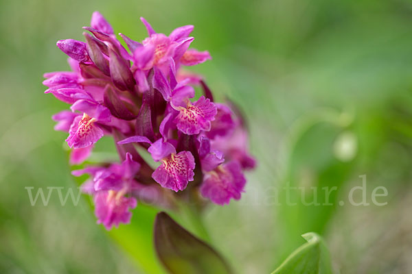 Holunder-Knabenkraut (Dactylorhiza sambucina)