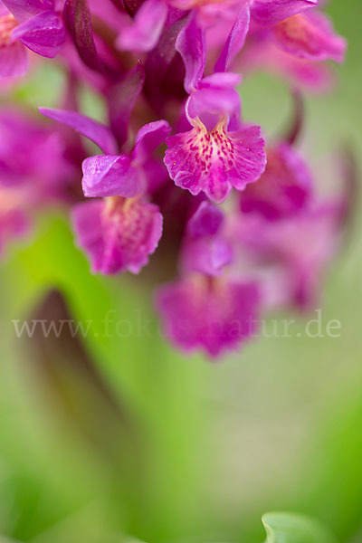 Holunder-Knabenkraut (Dactylorhiza sambucina)