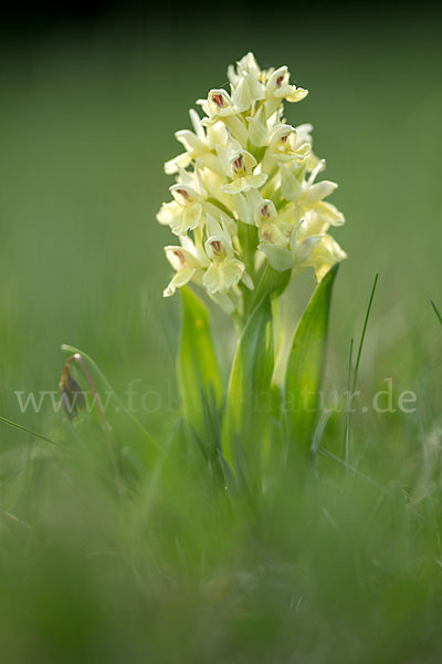 Holunder-Knabenkraut (Dactylorhiza sambucina)