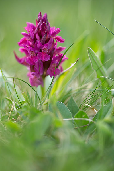 Holunder-Knabenkraut (Dactylorhiza sambucina)