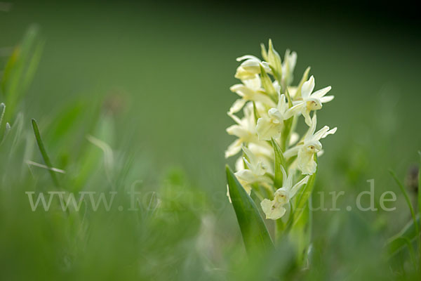 Holunder-Knabenkraut (Dactylorhiza sambucina)