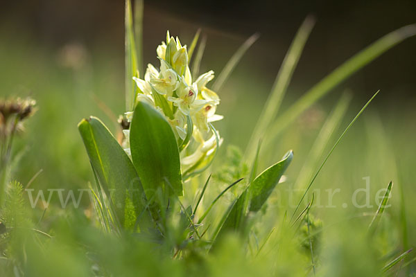 Holunder-Knabenkraut (Dactylorhiza sambucina)