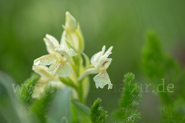 Holunder-Knabenkraut (Dactylorhiza sambucina)