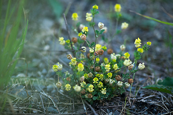 Hopfen-Luzerne (Medicago lupulina)