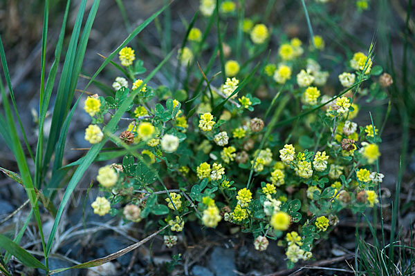 Hopfen-Luzerne (Medicago lupulina)