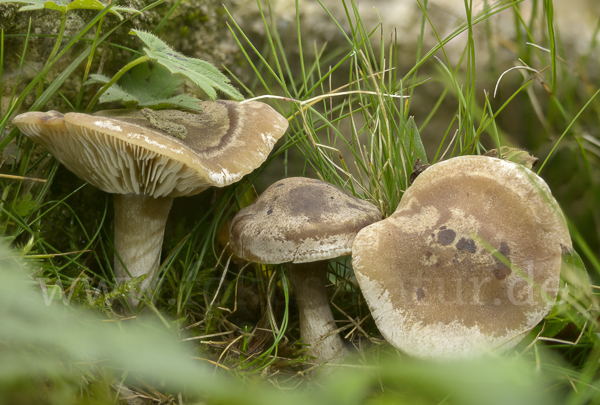 Horngrauer Rötelritterling (Lepista panaeolus)