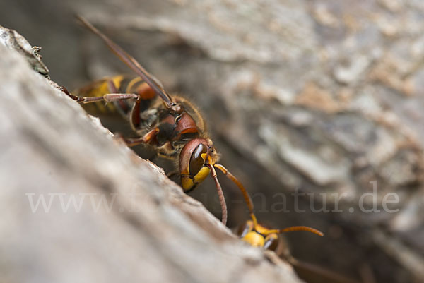 Hornisse (Vespa crabro)