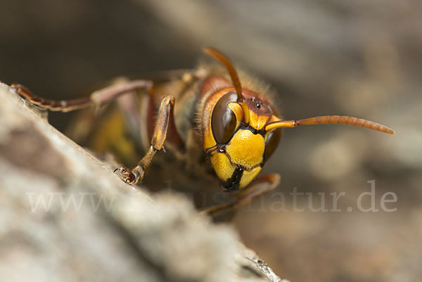 Hornisse (Vespa crabro)