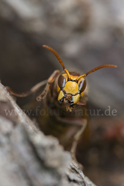 Hornisse (Vespa crabro)