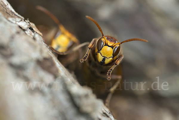 Hornisse (Vespa crabro)