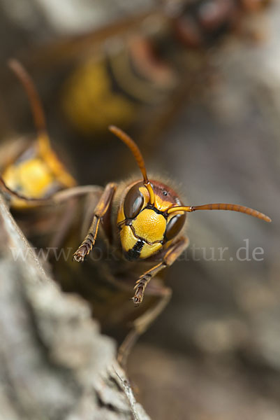 Hornisse (Vespa crabro)