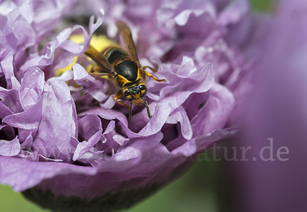 Hornisse (Vespa crabro)