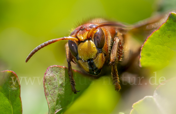 Hornisse (Vespa crabro)