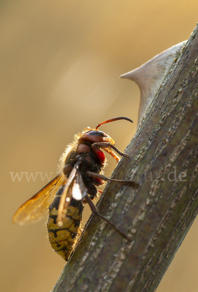 Hornisse (Vespa crabro)