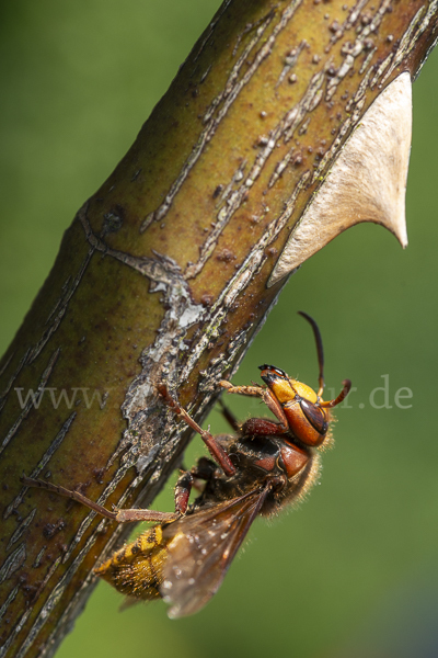 Hornisse (Vespa crabro)