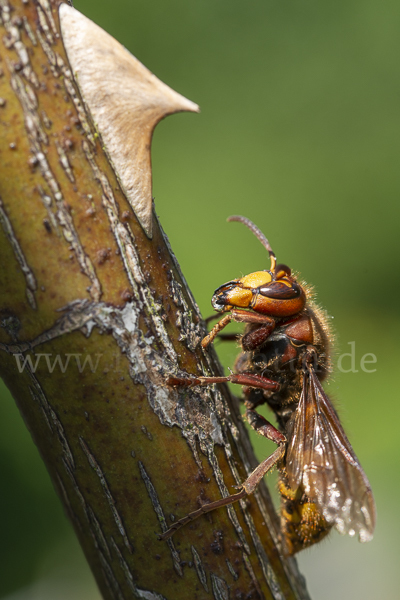 Hornisse (Vespa crabro)