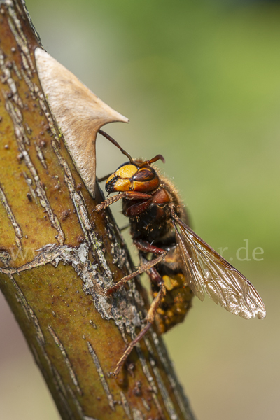 Hornisse (Vespa crabro)