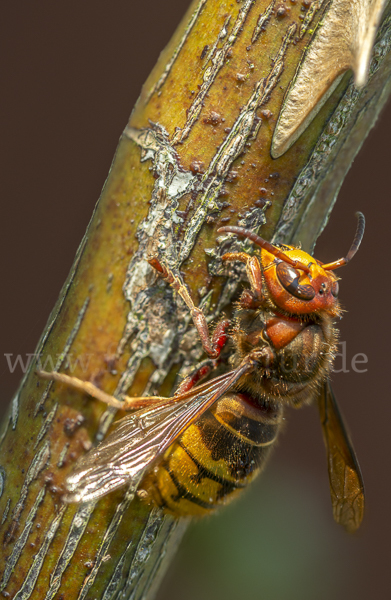 Hornisse (Vespa crabro)