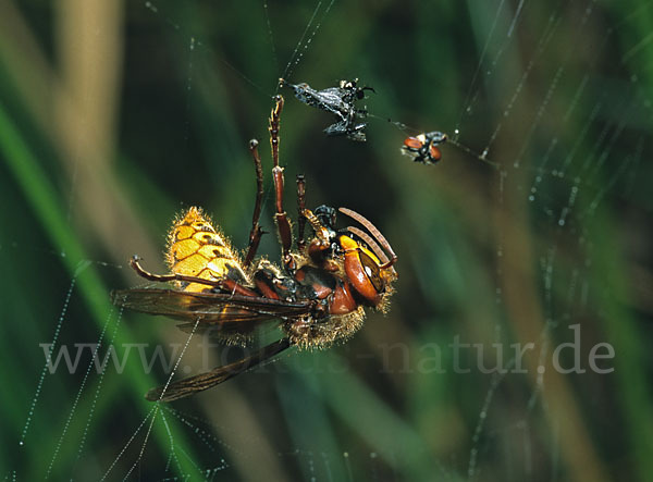 Hornisse (Vespa crabro)