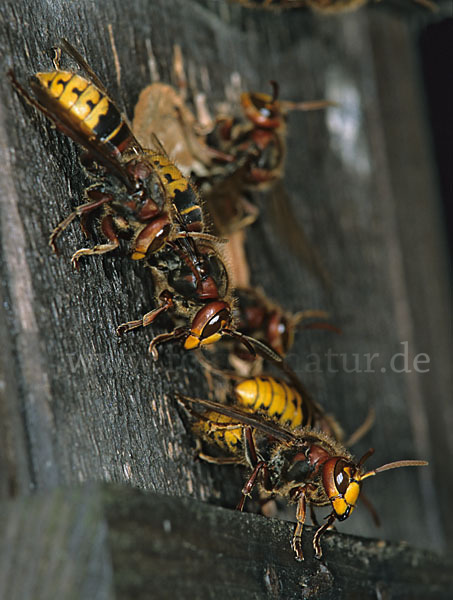 Hornisse (Vespa crabro)