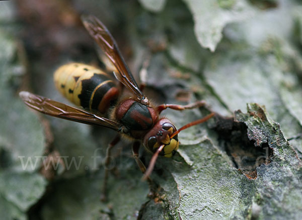 Hornisse (Vespa crabro)