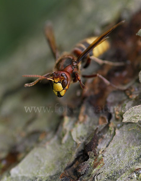 Hornisse (Vespa crabro)