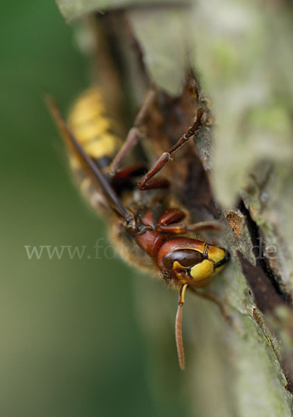 Hornisse (Vespa crabro)