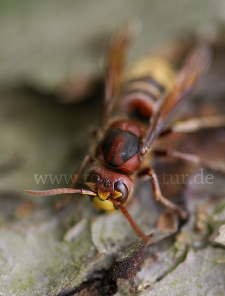 Hornisse (Vespa crabro)