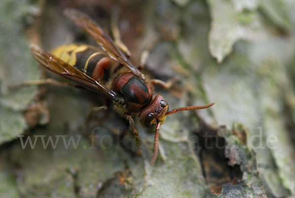 Hornisse (Vespa crabro)