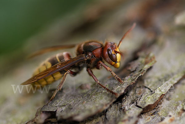 Hornisse (Vespa crabro)