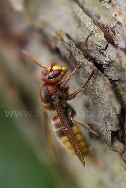 Hornisse (Vespa crabro)