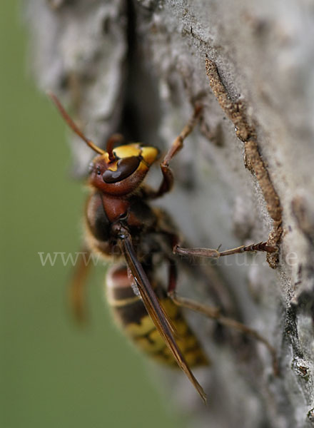 Hornisse (Vespa crabro)