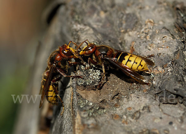 Hornisse (Vespa crabro)