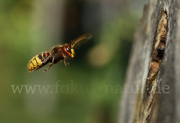 Hornisse (Vespa crabro)