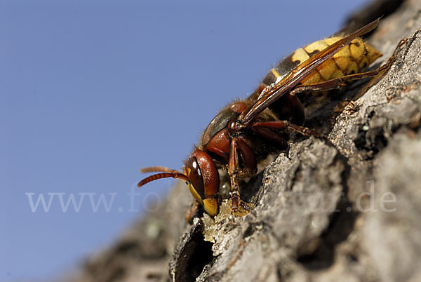 Hornisse (Vespa crabro)