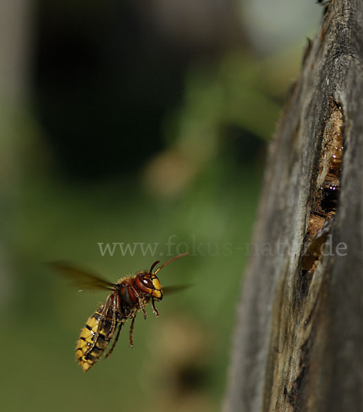 Hornisse (Vespa crabro)