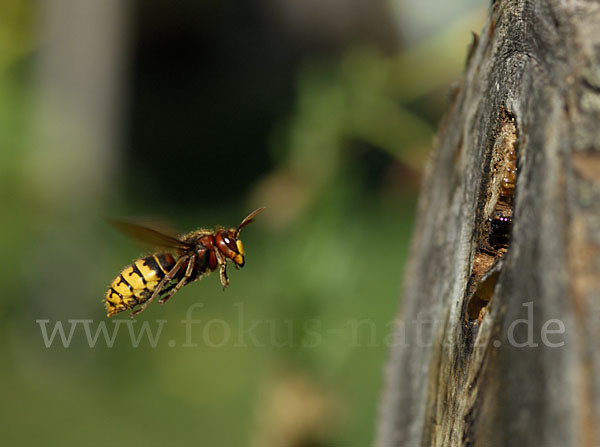 Hornisse (Vespa crabro)