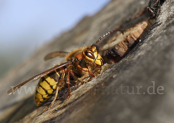 Hornisse (Vespa crabro)