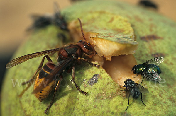 Hornisse (Vespa crabro)