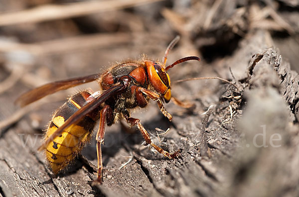 Hornisse (Vespa crabro)