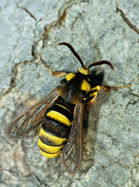 Hornissenschwärmer (Sesia apiformis)