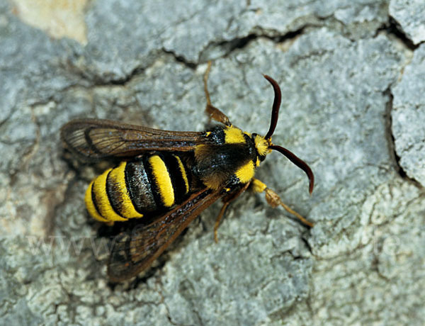 Hornissenschwärmer (Sesia apiformis)