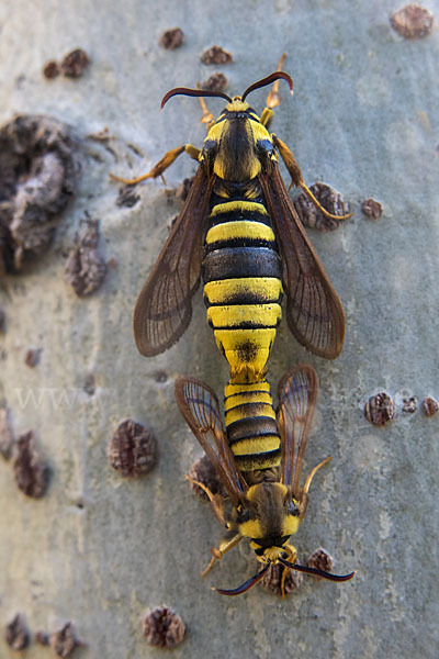 Hornissenschwärmer (Sesia apiformis)